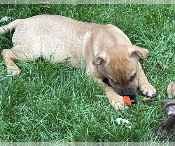 Medium Photo #6 American Staffordshire Terrier-Labrador Retriever Mix Puppy For Sale in Princeton, MN, USA