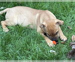 Small #5 American Staffordshire Terrier-Labrador Retriever Mix
