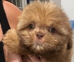 Small #4 Shih Tzu