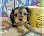 Small #20 Morkie