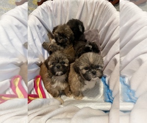 Shih Tzu Puppy for sale in ORLANDO, FL, USA