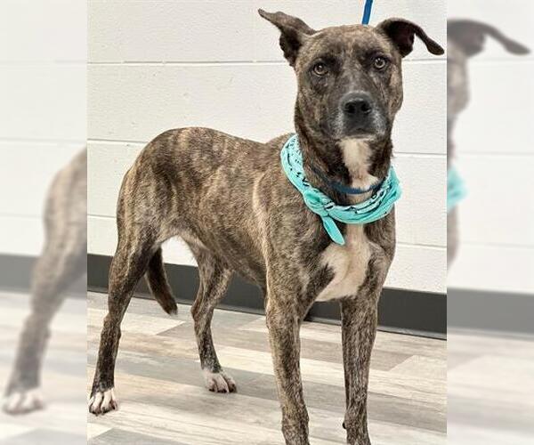 Medium Photo #1 Holland Shepherd-Unknown Mix Puppy For Sale in Lufkin, TX, USA