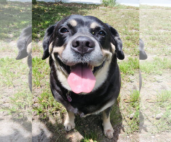 Medium Photo #1 Labrador Retriever-Unknown Mix Puppy For Sale in Royal Palm Beach, FL, USA