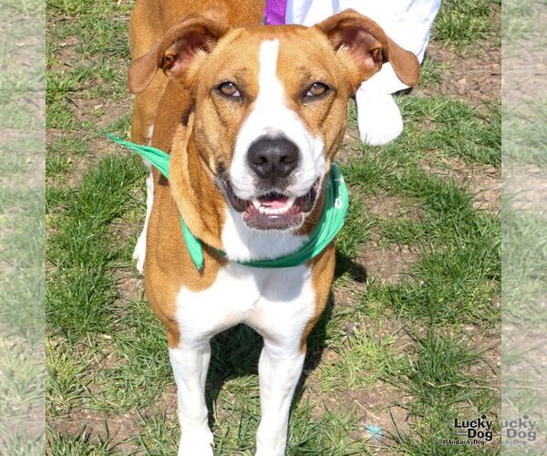 Medium Photo #9 Boxador Puppy For Sale in Washington, DC, USA