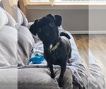 Small #2 Pug Mix