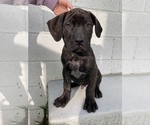 Small Photo #2 Boerboel Puppy For Sale in FULLERTON, CA, USA