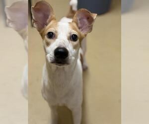 Mutt Dogs for adoption in Chula Vista, CA, USA
