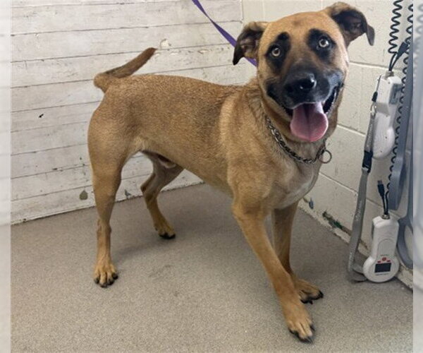 Medium Photo #1 Mutt Puppy For Sale in San Bernardino, CA, USA