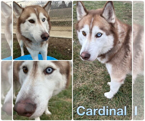 Medium Photo #1 Siberian Husky Puppy For Sale in Pierceton , IN, USA