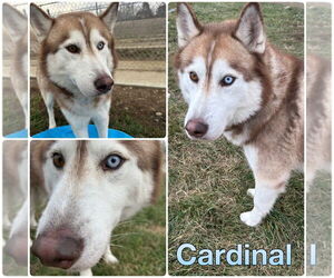 Siberian Husky Dogs for adoption in Pierceton , IN, USA