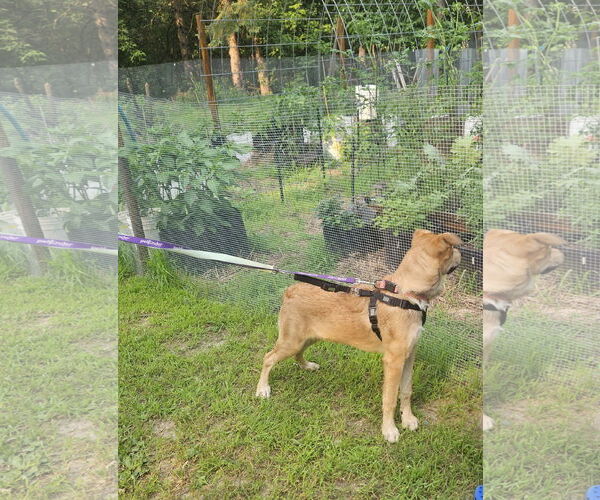 Medium Photo #18 Shepradors Puppy For Sale in Princeton, MN, USA