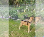 Small #17 Shepradors
