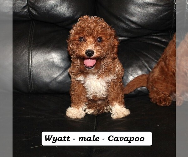 Medium Photo #1 Cavapoo Puppy For Sale in CLARKRANGE, TN, USA