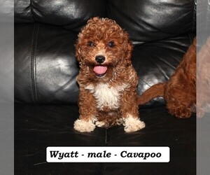 Cavapoo Puppy for Sale in CLARKRANGE, Tennessee USA
