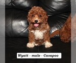 Small Cavapoo