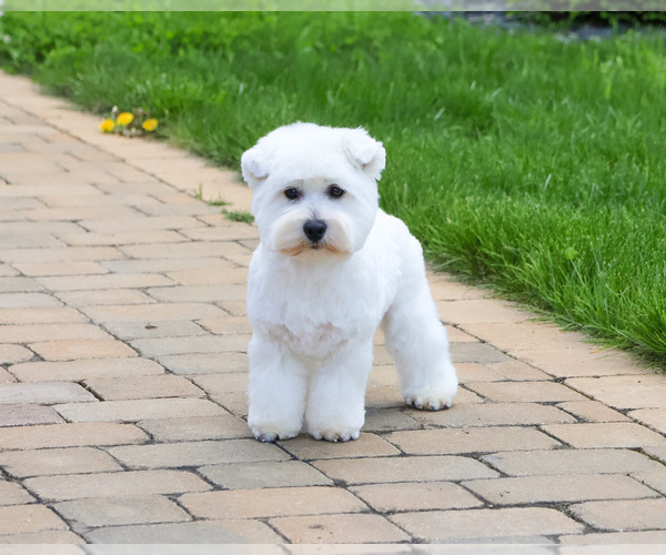 Medium Photo #4 West Highland White Terrier Puppy For Sale in SYRACUSE, IN, USA