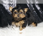Small #5 Morkie