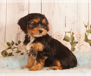 Cavachon Puppy for sale in PENNS CREEK, PA, USA