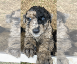 Poodle (Standard) Puppy for sale in SHERMAN, TX, USA