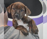 Small #4 Boxador