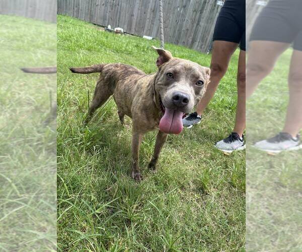 Medium Photo #5 American Pit Bull Terrier Puppy For Sale in Oakhurst, NJ, USA