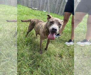 Jason - A Firecracker - Male American Pit Bull Terrier Dog for Adoption - Photo #5