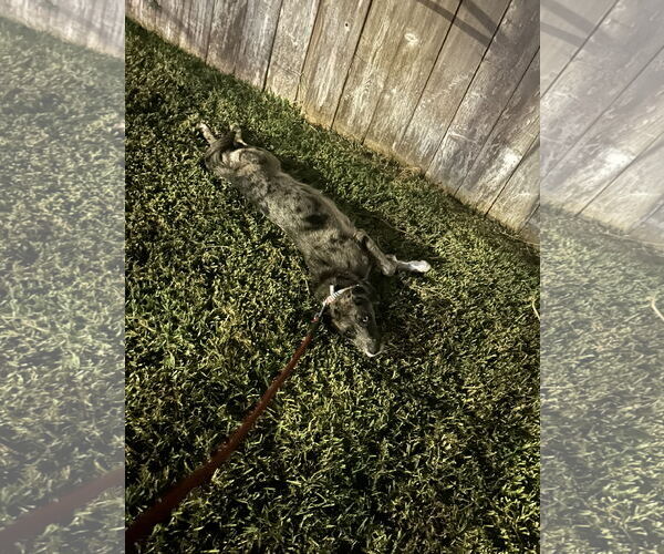 Medium Photo #7 Australian Shepherd Puppy For Sale in The Woodlands, TX, USA