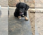 Small #15 Australian Shepherd