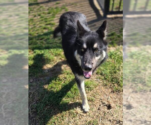 Medium Photo #1 Siberian Husky-Unknown Mix Puppy For Sale in Riverside, CA, USA