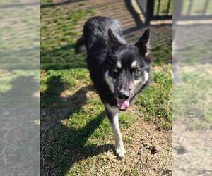 Siberian Husky-Unknown Mix Dogs for adoption in Riverside, CA, USA