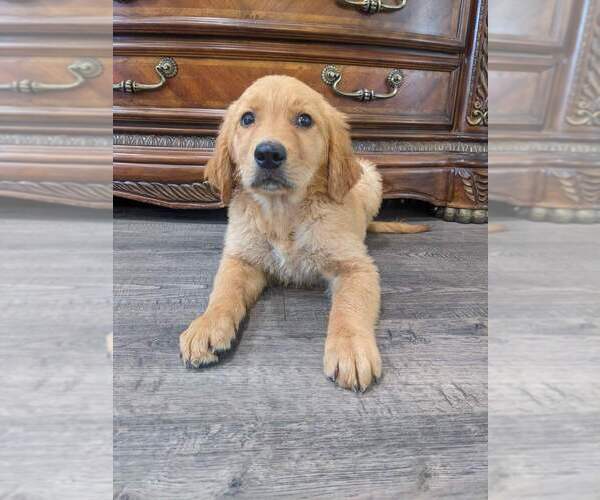 Medium Photo #5 Golden Retriever Puppy For Sale in CITRUS HEIGHTS, CA, USA