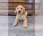Small #4 Golden Retriever
