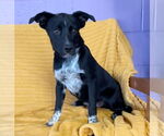Small #2 Australian Shepherd Mix