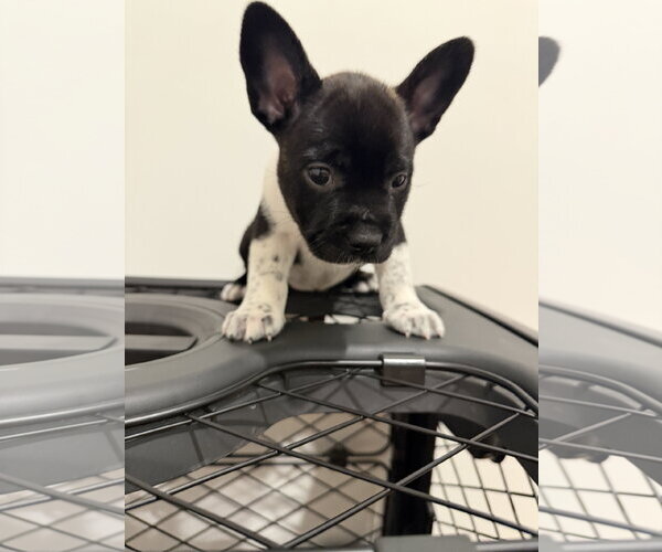 Medium Photo #4 French Bulldog-Unknown Mix Puppy For Sale in St. Louis Park, MN, USA