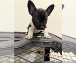 Small #3 French Bulldog Mix