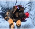 Small Photo #2 German Shepherd Dog Puppy For Sale in EAST EARL, PA, USA