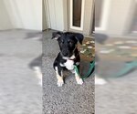 Small #10 Mutt