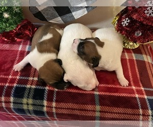 Jack Russell Terrier Litter for sale in LINCOLN, IL, USA