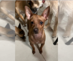 Small #2 Chihuahua