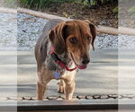Small #5 Beagle