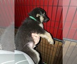 Small Photo #9 German Shepherd Dog-Siberian Husky Mix Puppy For Sale in HERNDON, PA, USA