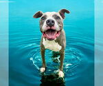 Small #10 American Pit Bull Terrier