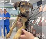 Small #3 Labrador Retriever Mix
