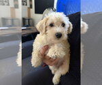 Sam - Male Mutt Dog for Adoption - Small photo