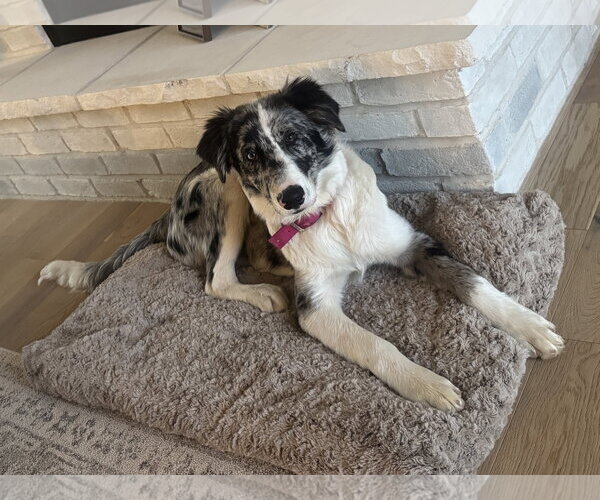 Medium Photo #2 Australian Shepherd-Unknown Mix Puppy For Sale in Sandy, UT, USA