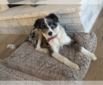 Small #1 Australian Shepherd Mix