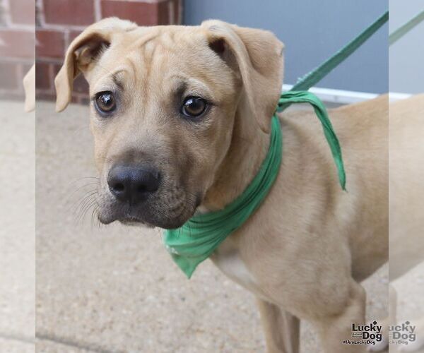 Medium Photo #2 Mutt Puppy For Sale in Washington, DC, USA