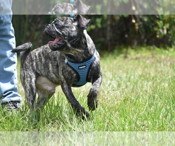 Medium Photo #3 Pug Puppy For Sale in PALM COAST, FL, USA