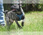 Small #2 Pug