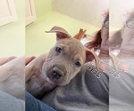 Small Photo #25 American Pit Bull Terrier Puppy For Sale in TACOMA, WA, USA
